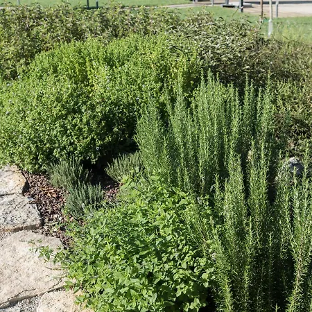 Finis Africae * 세니갈리아