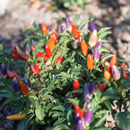 Finis Africae * Senigallia